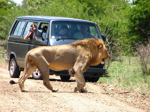 kruger lion